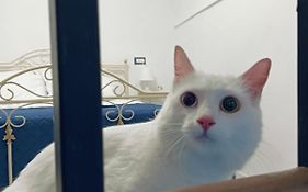 The White Cat